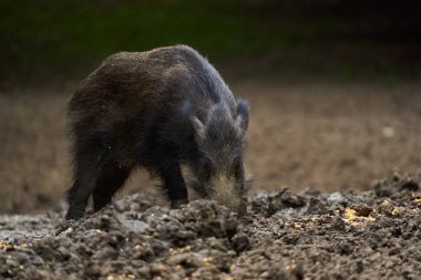 Genç yaban domuzu, vahşi domuz, ormanda yiyecek ararken ve ararken portre.
