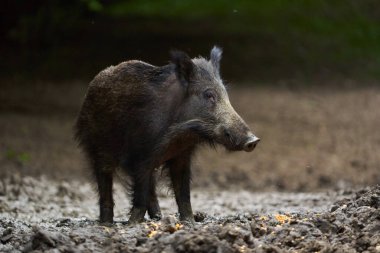 Vahşi domuz, ormanda yiyecek ararken ve ararken portre.