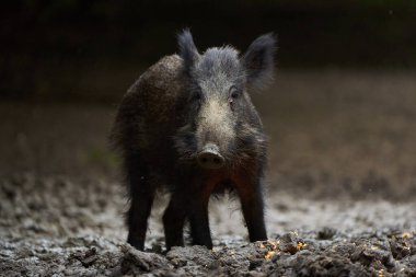 Vahşi domuz, ormanda yiyecek ararken ve ararken portre.