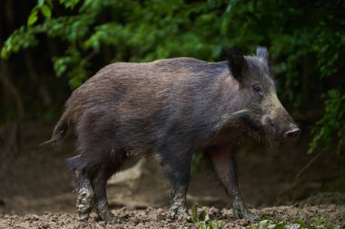 Ormandaki erkek yaban domuzu yiyecek arıyor.