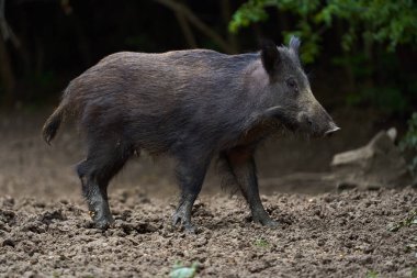 Ormandaki genç yaban domuzu gündüz görüşü