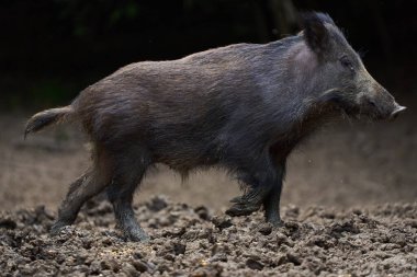 Genç yaban domuzu, ormanda portre, yiyecek ararken ve ararken