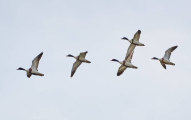 Bir grup vahşi ördek bulutlu mavi gökyüzüne doğru uçuyor.