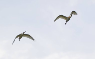 Bir grup kaşık gagalı kuş, Platalea lucorodia, gökyüzüne doğru uçuyor.