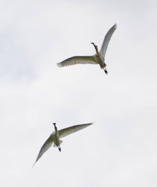 Bir grup kaşık gagalı kuş, Platalea lucorodia, gökyüzüne doğru uçuyor.