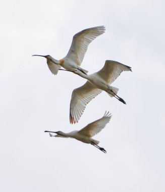 Group of spoonbill birds, Platalea leucorodia, in flight against the sky clipart