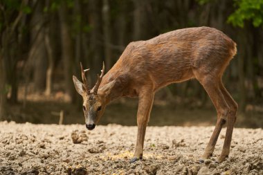 Genç ve güçlü Roebuck ormanın kenarında dikilip dikkatlice etrafına bakıyor.