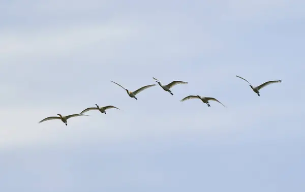 stock image Group of spoonbill birds, Platalea leucorodia, in flight against the sky