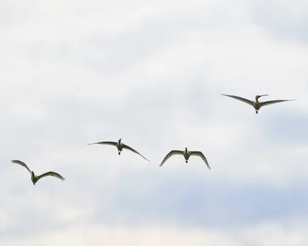 stock image Group of spoonbill birds, Platalea leucorodia, in flight against the sky