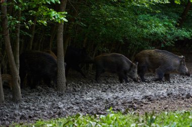 Ormanda kök salmış yabani domuz sürüsü. 