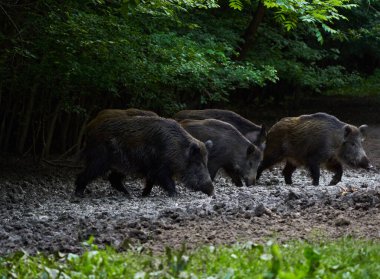 Ormanda yabani domuz sürüsü 