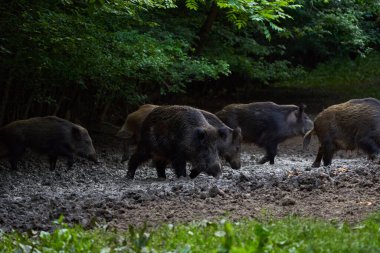 Yaban domuzu sürüsü yiyecek arıyor.