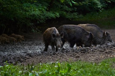 Ormanda bir grup yaban domuzu 
