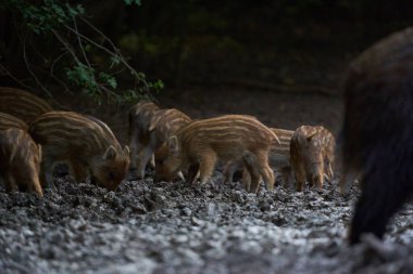 Ormanda yiyecek arayan bir grup yabani domuz.