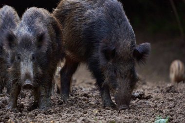 Gündüz vakti ormanda yiyecek arayan domuz sürüsü. 