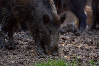 Ormanda yiyecek arayan yaban domuzları sürüsü. 