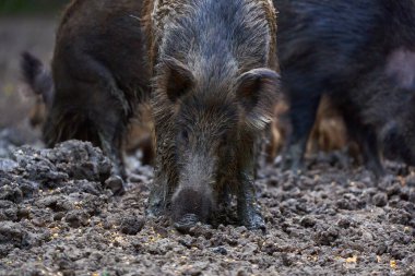 Ormanda yiyecek arayan yabani domuz sürüleri yaklaşıyor. 