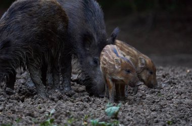 Vahşi domuzlar gündüz vakti ormanı kazıyor. 