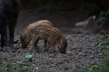 Vahşi domuzlar gündüz vakti ormanı kazıyor. 