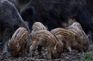 Ormanda beslenen küçük ve yetişkin domuzlar sürüsü  