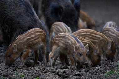 Ormanda beslenen küçük ve yetişkin domuzlar sürüsü  