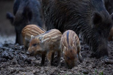 Vahşi domuzların ailesi yiyecek bulmak için ormanı kazıyor.
