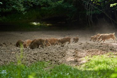 Sürüdeki yabani domuzlar ormandaki bir açıklıkta kök salıyorlar.