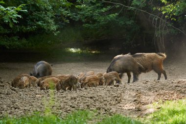 Vahşi domuz sürüsü ormandaki bir ormanın içinde geziniyor.