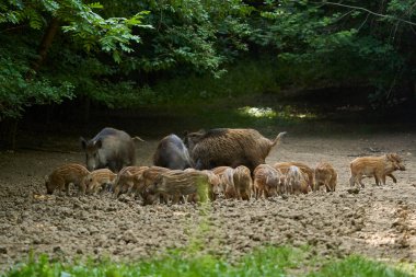 Vahşi domuzlar ormandaki bir ormanın içinde kök salıyorlar.