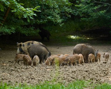 Sürüdeki domuzlar ormandaki bir açıklıkta kök salıyorlar.
