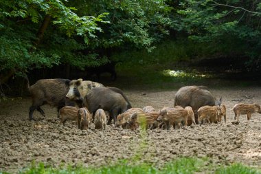 Ormandaki bir ormanın içinden geçen sürüdeki yaban domuzları
