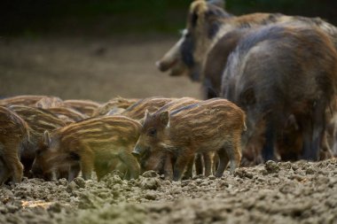 Vahşi domuzların aileleri ormandaki bir arazide kök saldı.