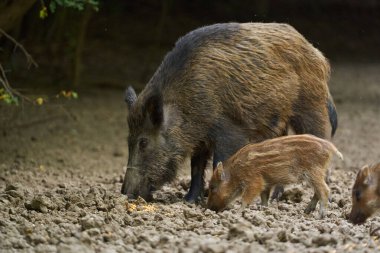 Vahşi domuzların aileleri ormandaki bir arazide kök saldı.