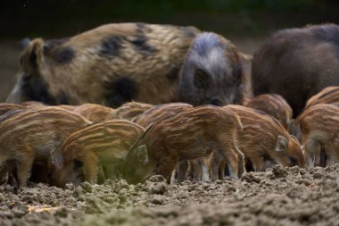 Vahşi domuzların aileleri ormandaki bir arazide kök saldı.