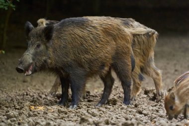 Sürüdeki yabani domuzlar gündüz vakti ormandaki bir arazide geziniyorlar. 
