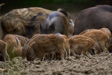 Sürüdeki yabani domuzlar gündüz vakti ormandaki bir arazide geziniyorlar. 
