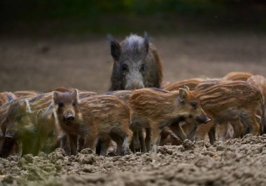 Sürüdeki yabani domuzlar gündüz vakti ormandaki bir arazide geziniyorlar. 