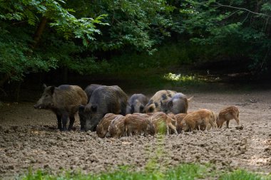 Sürüdeki büyük ve küçük domuzlar ormandaki bir açıklıkta kök salıyorlar.