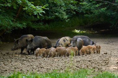 Sürüdeki büyük ve küçük domuzlar ormandaki bir açıklıkta kök salıyorlar.