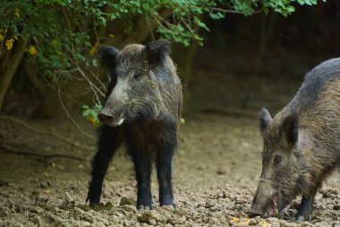 Sürüdeki büyük ve küçük domuzlar ormandaki bir açıklıkta kök salıyorlar.