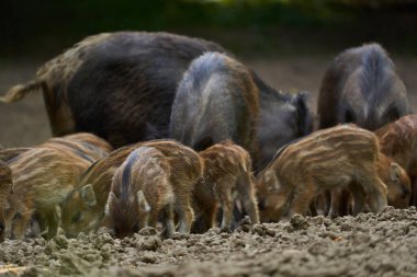 Bir grup vahşi domuz ormandaki bir ormanı araştırıyor.