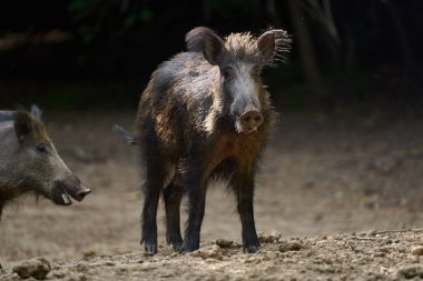 Bir grup vahşi domuz ormandaki bir ormanı araştırıyor.