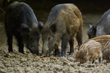 Bir grup yabani domuz ormandaki bir açıklıkta kök saldı.