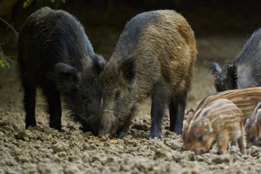 Bir grup yabani domuz ormandaki bir açıklıkta kök saldı.