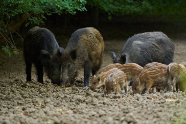 Bir grup yabani domuz ormandaki bir açıklıkta kök saldı.