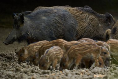 Vahşi domuz sürüsü ormandaki bir ormanın içinde geziniyor.