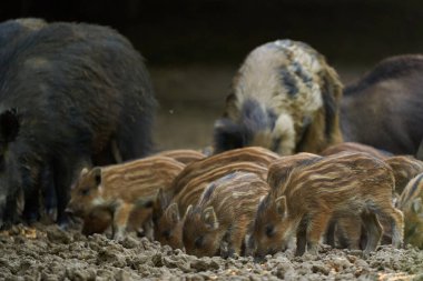 Yaban domuzu sürüsü ormandaki bir ormanın içinde geziniyor.