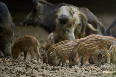 Vahşi domuzlar ormandaki bir ormanı araştırıyor.