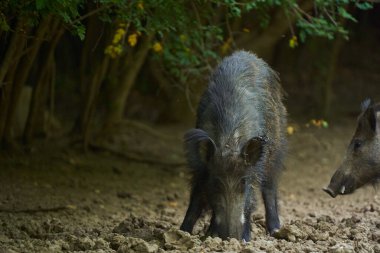 Yaban domuzu sürüsü ormandaki bir ormanın içinde geziniyor.