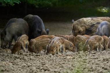 Vahşi domuzlar ormanın altını üstüne getiriyorlar.